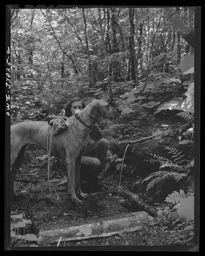 Gorham (vicinity), New Hampshire. Barbara Mortensen, a fire and airplane lookout on Pine Mountain, drinking at the spring before starting the half-mile climb back to the tower with drinking water