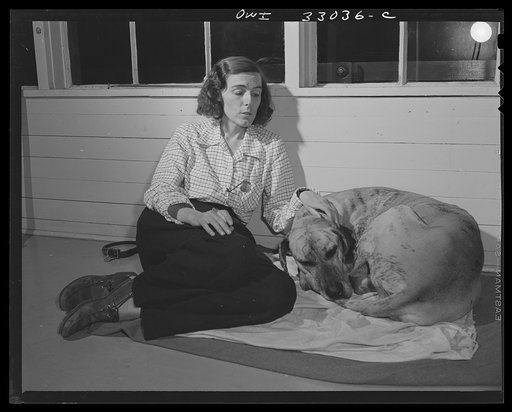 Gorham (vicinity), New Hampshire. Barbara Mortensen, a fire and airplane lookout on Pine Mountain, and her Great Dane, Brenda. She says that without her dog she could not hold down her job