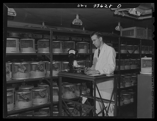 Parke, Davis and Company, manufacturing chemists, Detroit, Michigan. The weights of white rats, used in the biological testing of vitamins, are checked daily