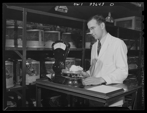 Parke, Davis and Company, manufacturing chemists, Detroit, Michigan. Checking the daily weight of rats used in vitamin testing