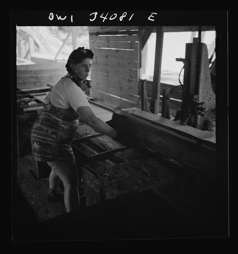 Untitled photo, possibly related to: Turkey Pond, near Concord, New Hampshire. Women workers employed by a U.S. Department of Agriculture timber salvage sawmill