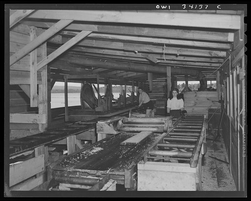 Turkey Pond, near Concord, New Hampshire. Women workers employed by a U.S. Department of Agriculture timber salvage sawmill. Barbara Webber with a quick eye judges whether the rough wood will make a four, six, eight, ten, or twelve inch board, sets her saw accordingly, and rolls the board through th