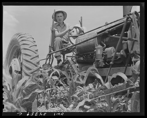 Valley Station, Kentucky. John E. Kalmey, age eighteen, cultivating his field of corn. In 1942, he took the championship for corn as a member of a 4-H club; he grew 97.07 bushels of corn to the acre