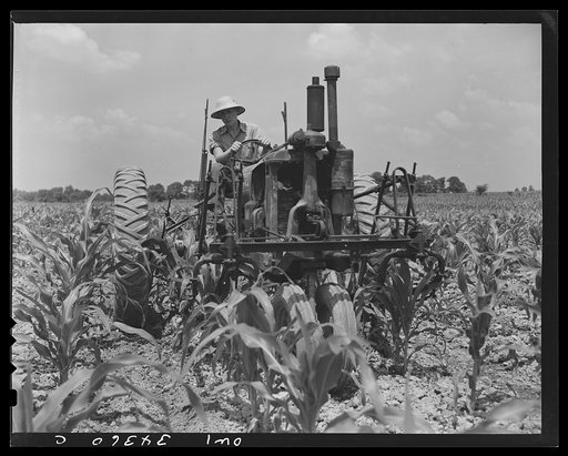 Untitled photo, possibly related to: Valley Station, Kentucky. John E. Kalmey, age eighteen, cultivating his field of corn. In 1942, he took the championship for corn as a member of a 4-H club; he grew 97.07 bushels of corn to the acre