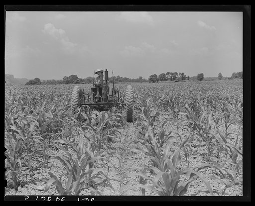 Valley Station, Kentucky. John E. Kalmey, age eighteen, cultivating his field of corn. In 1942 he took the championship for corn as a member of a 4-H club; he grew 97.07 bushels of corn to the acre