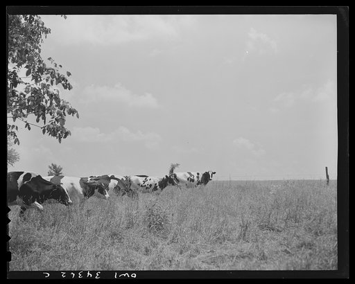 Untitled photo, possibly related to: Valley Station, Kentucky. John E. Kalmey, age eighteen, and some of his thirty-four head of Holstein cattle. As a 4-H member, he took the state championship in Kentucky on some of his cattle