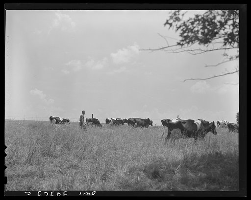 Valley Station, Kentucky. John E. Kalmey, age eighteen, and some of his thirty-four head of Holstein cattle. As a 4-H member, he took the state championship in Kentucky on some of his cattle