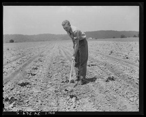 Valley Station, Kentucky. John E. Kalmey, age eighteen, hoeing some of his castor bean plants, which is one of his 4-H projects for the year. Last year he only raised one-quarter of an acre, but this year, two and one-half acres, and he hopes to get from 1500 to 2000 puonds of beans to the acre