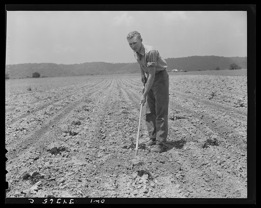 Untitled photo, possibly related to: Valley Station, Kentucky. John E. Kalmey, age eighteen, hoeing some of his castor bean plants, which is one of his 4-H projects for the year. Last year he only raised one-quarter of an acre, but this year, two and one-half acres, and he hopes to get from 1500 to 