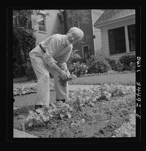 Oswego, New York. Citizen working on Sunday morning in his victory garden
