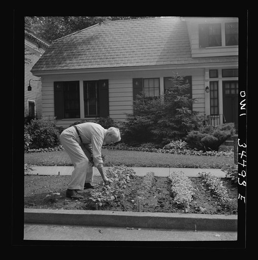 Oswego, New York. A citizen working on Sunday morning in his victory garden