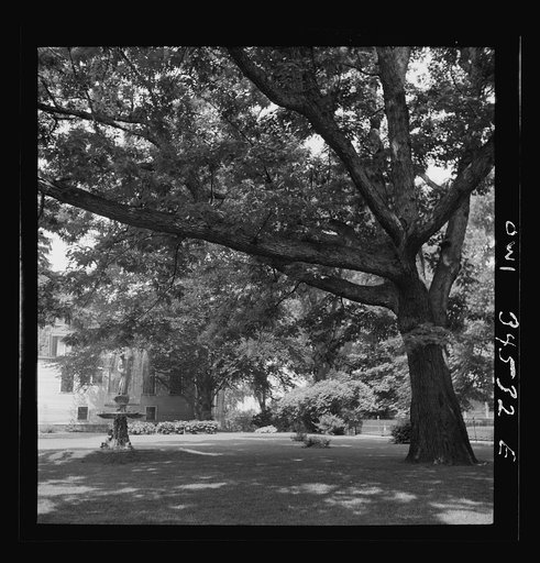 Oswego, New York. Man picking flowers in his garden