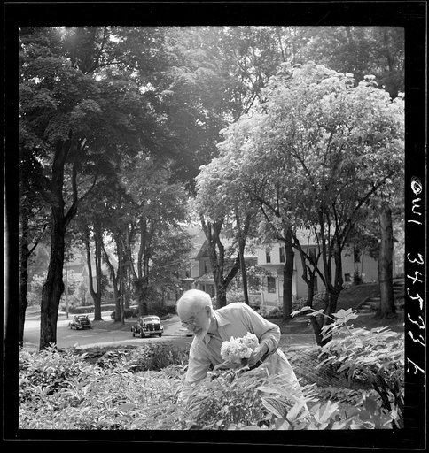 Oswego, New York. Man gardening