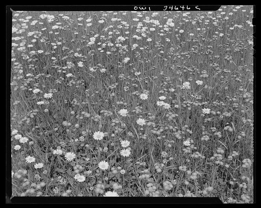 Meadowland along upper Delaware River in New York state