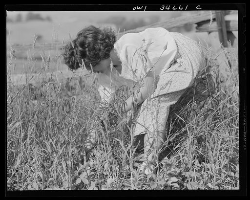 Strawberry picking in the Taconic hills on the eastern slopes of the Hudson River Valley in New York state