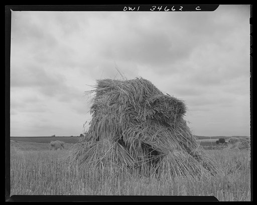 Shocked wheat. Pennsylvania