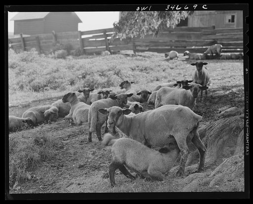 Untitled photo, possibly related to: Sheep in the Taconic hills on the eastern slope of the Hudson River Valley in New York state