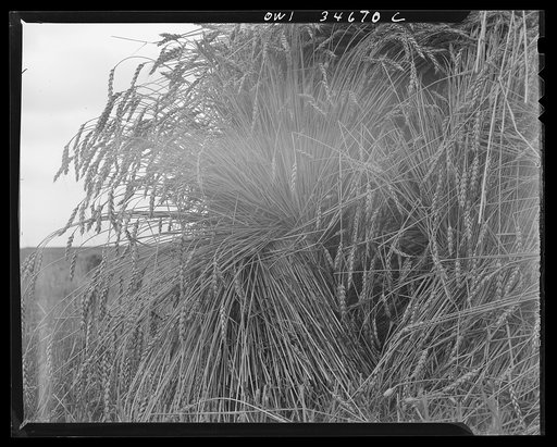 Untitled photo, possibly related to: Shocked wheat in Pennsylvania