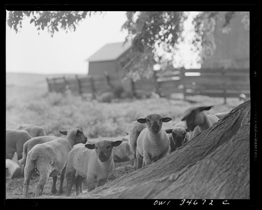 Untitled photo, possibly related to: Sheep in the Taconic hills on the eastern slope of the Hudson River Valley in New York state