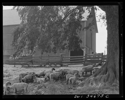 Sheep in the Taconic hills on the eastern slope of the Hudson River Valley in New York state