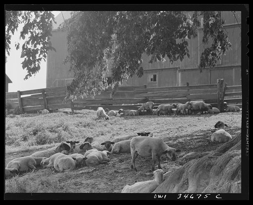 Untitled photo, possibly related to: Sheep in the Taconic hills on the eastern slope of the Hudson River Valley in New York state
