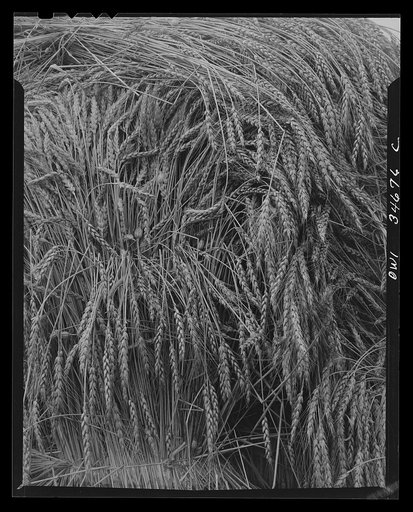 Shocked wheat in Pennsylvania