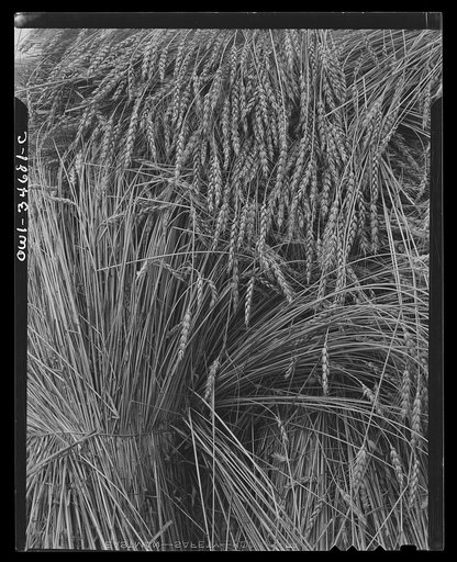 Shocked wheat. Pennsylvania