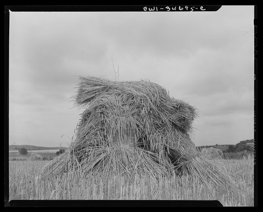 Shocked wheat in Pennsylvania