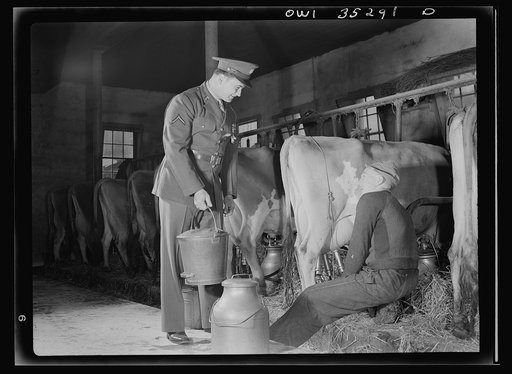 Rockville (vicinity), Maryland. Private Harvey Horton, visiting the N.C. Stiles dairy farm while on furlough from Fort Belvoir, Virginia, giving Robert Stiles a hand with his milking