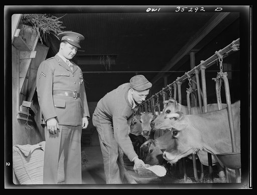 Rockville (vicinity), Maryland. Private Harvey Horton, visiting the N.C. Stiles dairy farm while on furlough from Fort Belvoir, Virginia, watching Robert Stiles feed the dairy herd