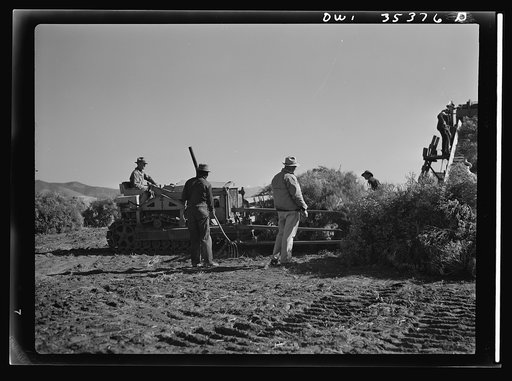 Salinas Valley, California. Harvesting guayule