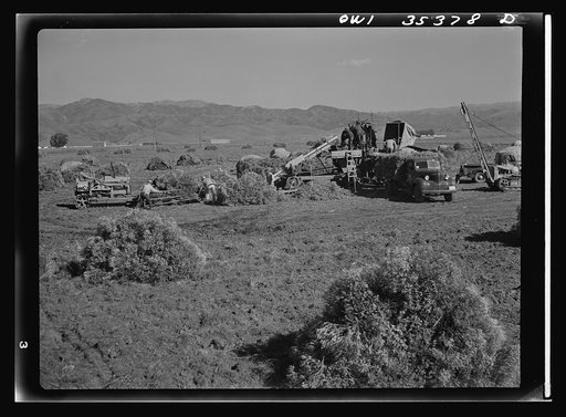 Salinas Valley, California. Harvesting guayule