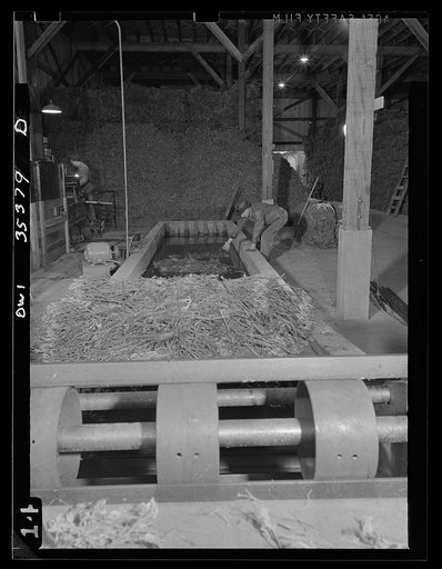 Salinas Valley, California. A stage in the rubber production from guayule