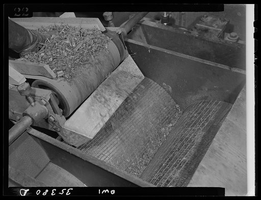 Salinas Valley, California. Guayule being crushed