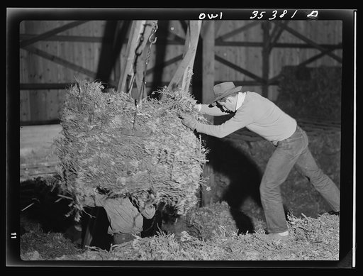 Salinas Valley, California. Baled guayule is being stored
