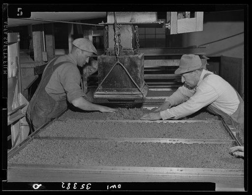 Salinas Valley, California. Guayule rubber "worms" being processed