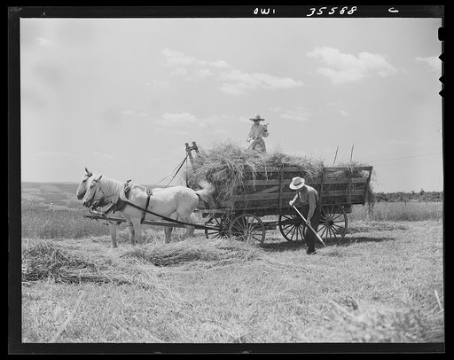 Untitled photo, possibly related to: Schenectady County, New York. This elderly couple are the only ones left on the farm to gather the hay