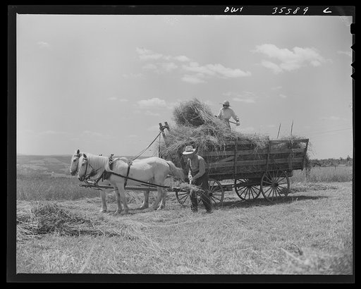 Schenectady County, New York. This elderly couple are the only ones left on the farm to gather the hay