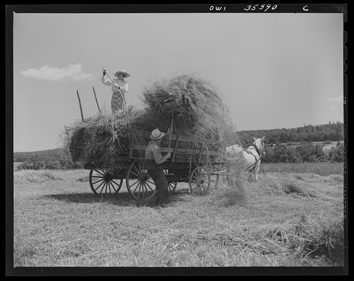 Untitled photo, possibly related to: Schenectady County, New York. This elderly couple are the only ones left on the farm to gather the hay