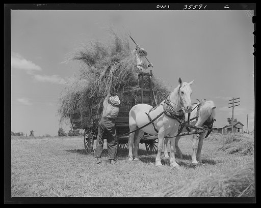 Untitled photo, possibly related to: Schenectady County, New York. This elderly couple are the only ones left on the farm to gather the hay