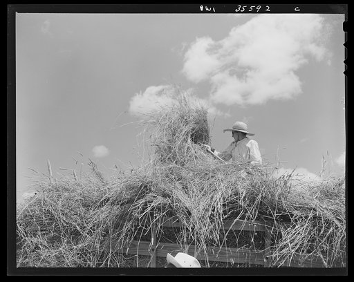 Schenectady County, New York. This elderly farmer's wife doesn't like her job of stacking the hay in the hay wagon, finds it tiring and dirty but "someone has to do it"