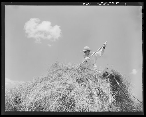 Untitled photo, possibly related to: Schenectady County, New York. This elderly farmer's wife doesn't like her job of stacking the hay in the hay wagon, finds it tiring and dirty but "someone has to do it"