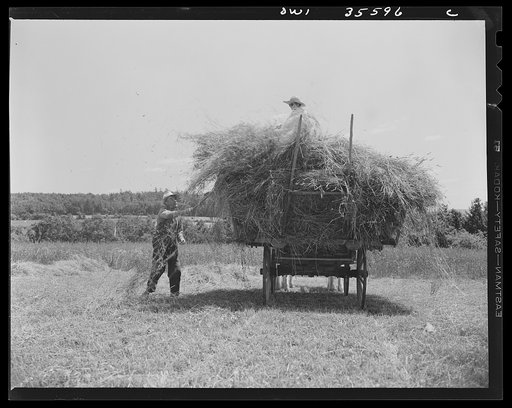 Untitled photo, possibly related to: Schenectady County, New York. This elderly couple are the only ones left on the farm to gather the hay