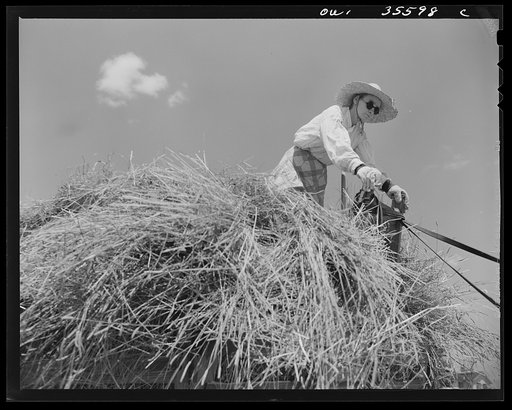 Schenectady County, New York. Elderly farmer's wife works on the hay wagon