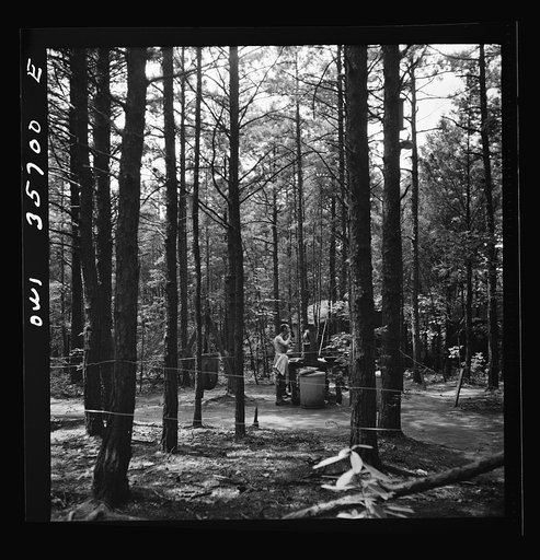 Untitled photo, possibly related to: Greenville, South Carolina. Air Service Command. Wooded area in which most of the 25th service group is encamped