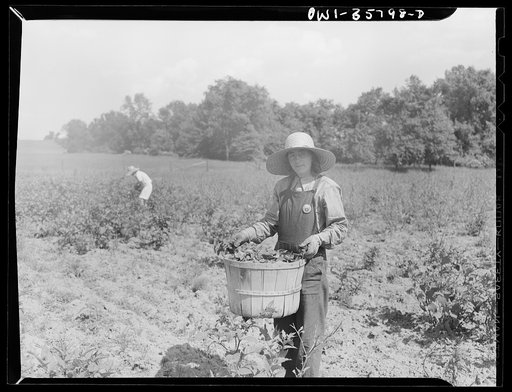 Detroit (vicinity), Michigan. Girls harvesting medicinal(?) plants