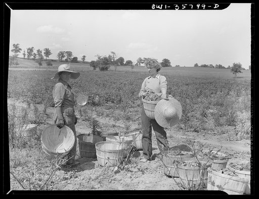 Detroit (vicinity), Michigan. Girls harvesting medicinal(?) plants