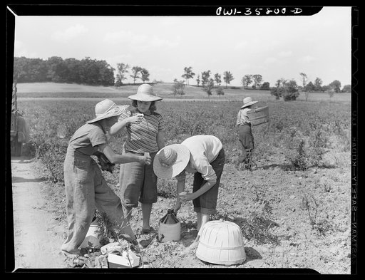 Detroit (vicinity), Michigan. Girls harvesting medicinal(?) plants