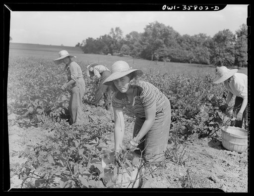 Detroit (vicinity), Michigan. Girls harvesting medicinal(?) plants