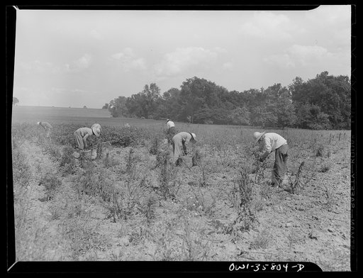 Detroit (vicinity), Michigan. Girls harvesting medicinal(?) plants